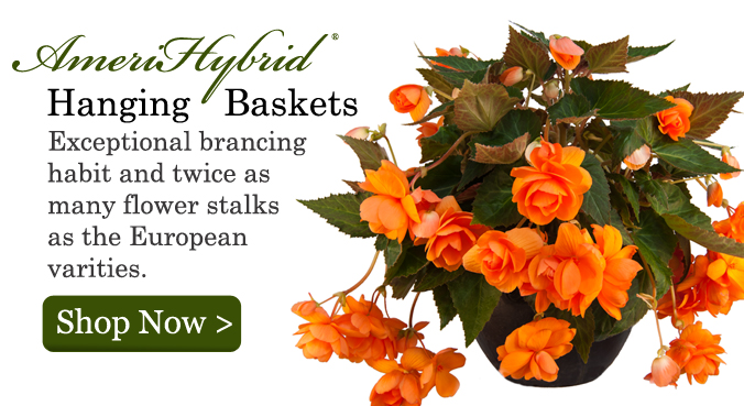 Hanging Basket Begonias, Hanging Basket Begonia Bulbs, Hanging Basket Begonia Tubers